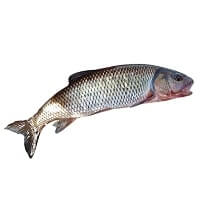 Large minnows Outlet