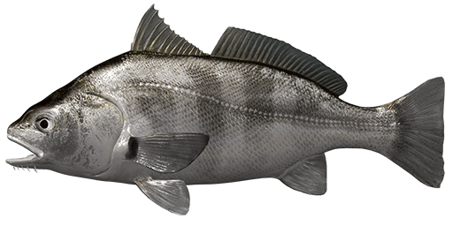 Black Drum  Fishing Planet Collective