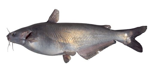 Blue Catfish  Fishing Planet Collective