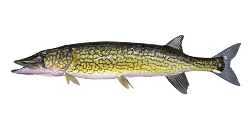 Chain Pickerel  Fishing Planet Collective