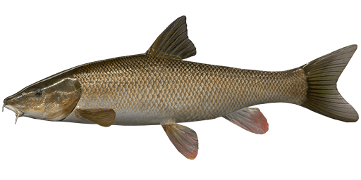 Common Barbel  Fishing Planet Collective