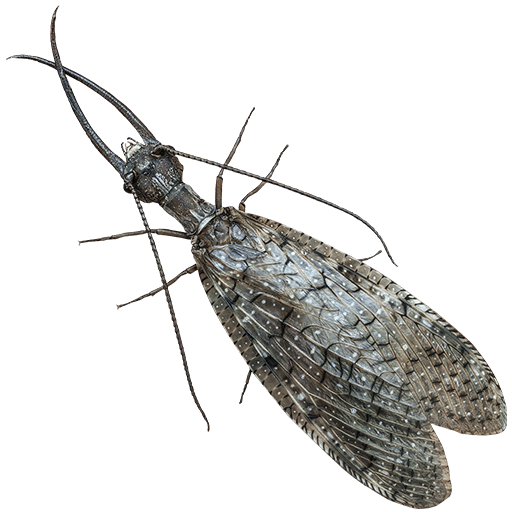 Dobsonfly