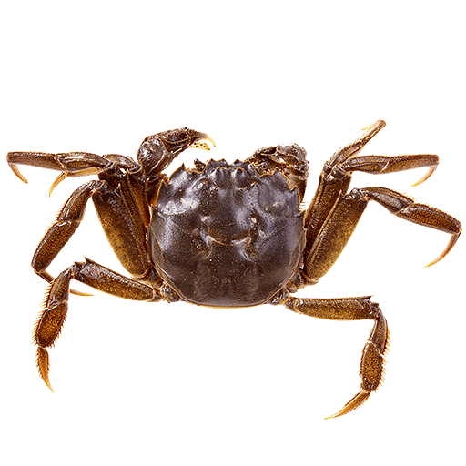 Freshwater Crab