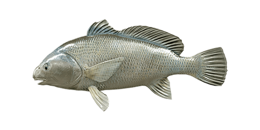 Freshwater Drum  Fishing Planet Collective