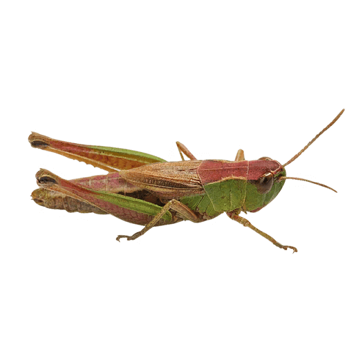 https://api.fp-collective.com/wp-content/uploads/2020/09/Grasshoppers.png