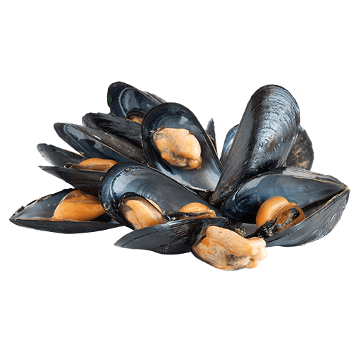 Mussel Meat