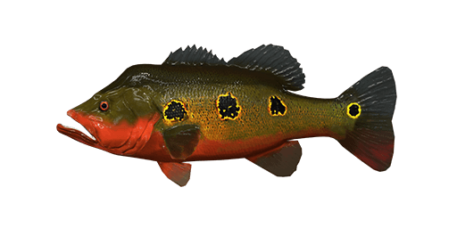 Red Peacock Bass  Fishing Planet Collective