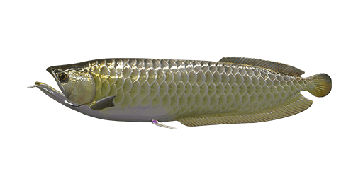 fishing planet amazonian maze silver arowana