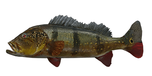 Speckled Peacock Bass  Fishing Planet Collective