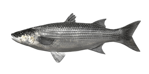 Thicklip Grey Mullet  Fishing Planet Collective