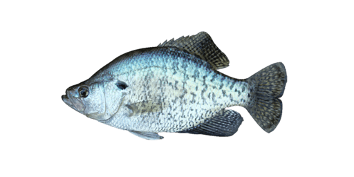 White Crappie  Fishing Planet Collective
