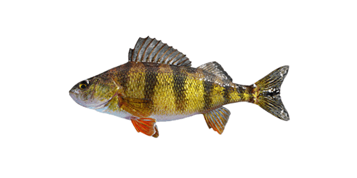Yellow Perch  Fishing Planet Collective