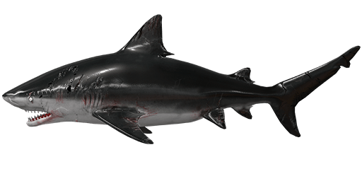 Fighter Shark