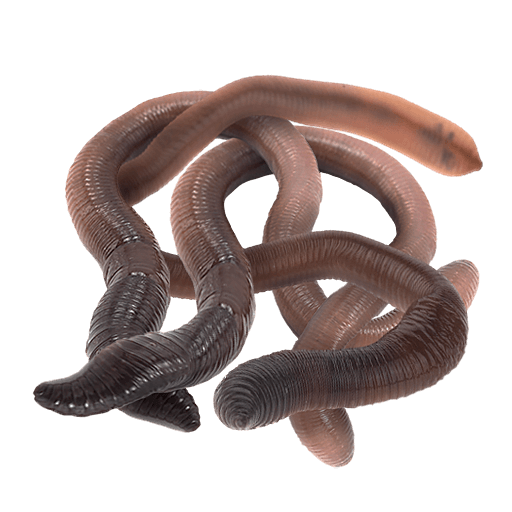 Crawling Worm