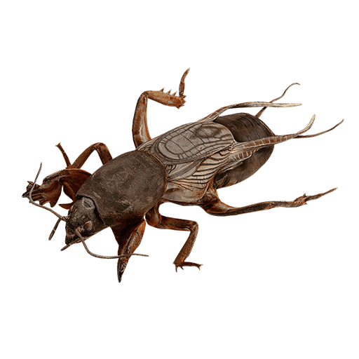 Mole Cricket