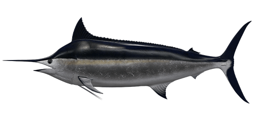 Black Marlin