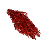 Filamentous Red Algae