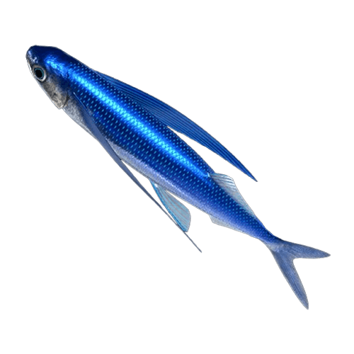 Luminous Flying Fish