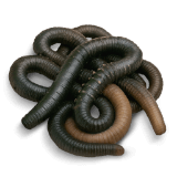 Black Lugworms