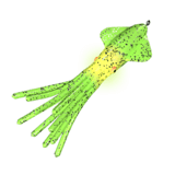 Glowing Squid